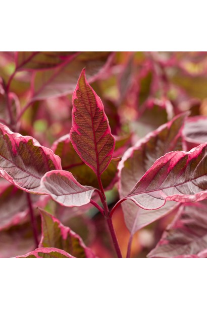 Ближний план листьев дерна белого Миракла осенью.